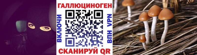 darknet формула Невель Псилоцибиновые грибы Psilocybe